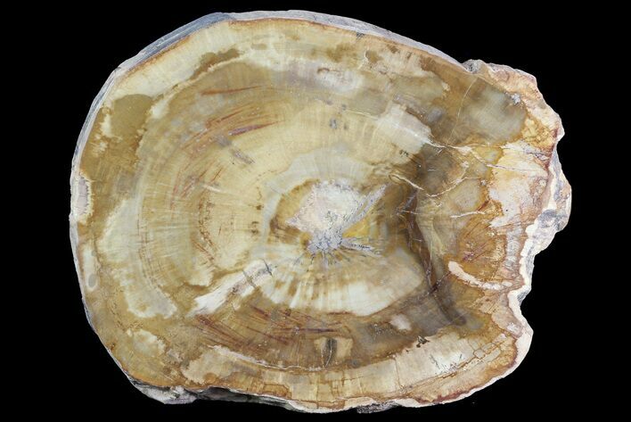 Petrified Wood (Araucaria) Slice - Madagascar #83211